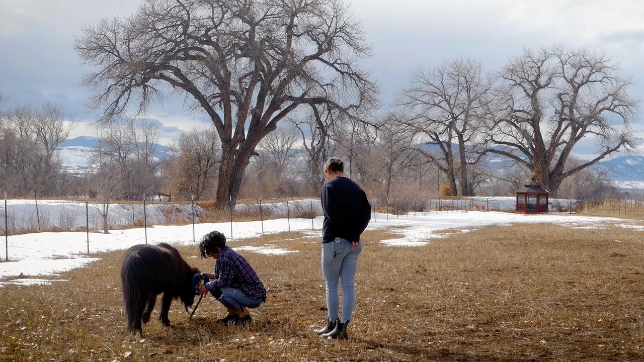 The Healing Animal Movie Screenshot 1
