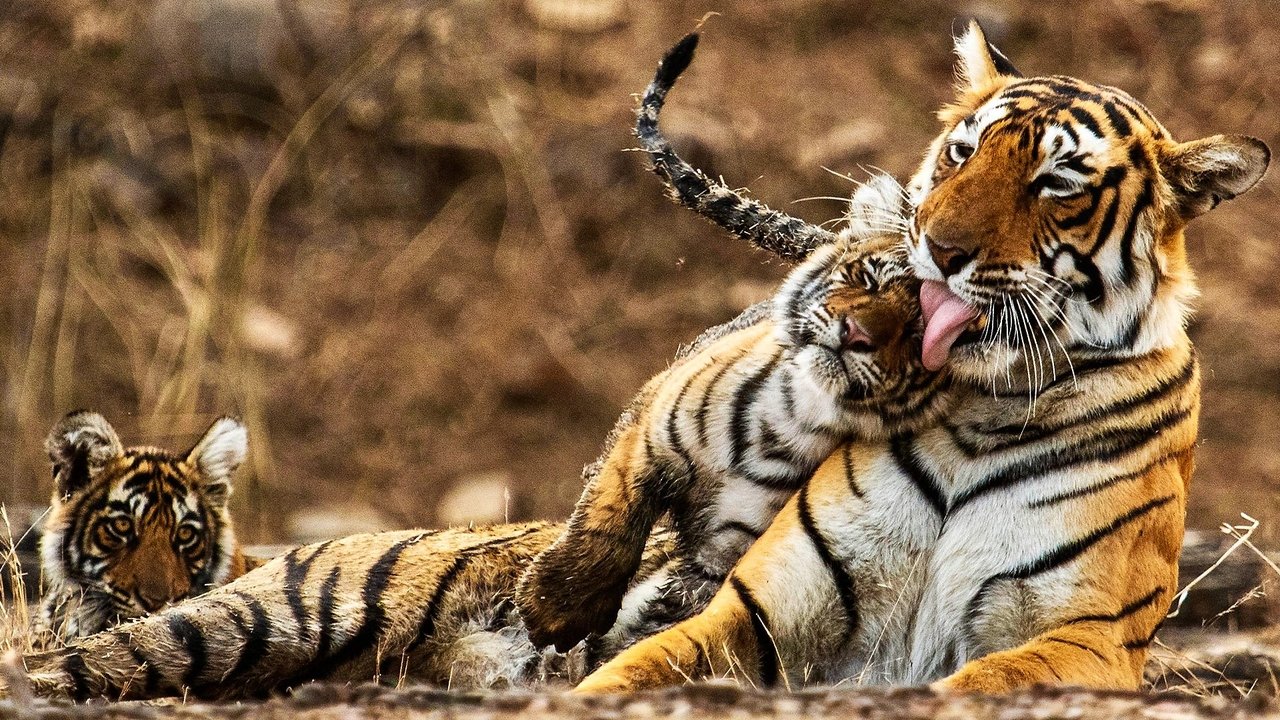 My Tiger Family Movie Screenshot 1