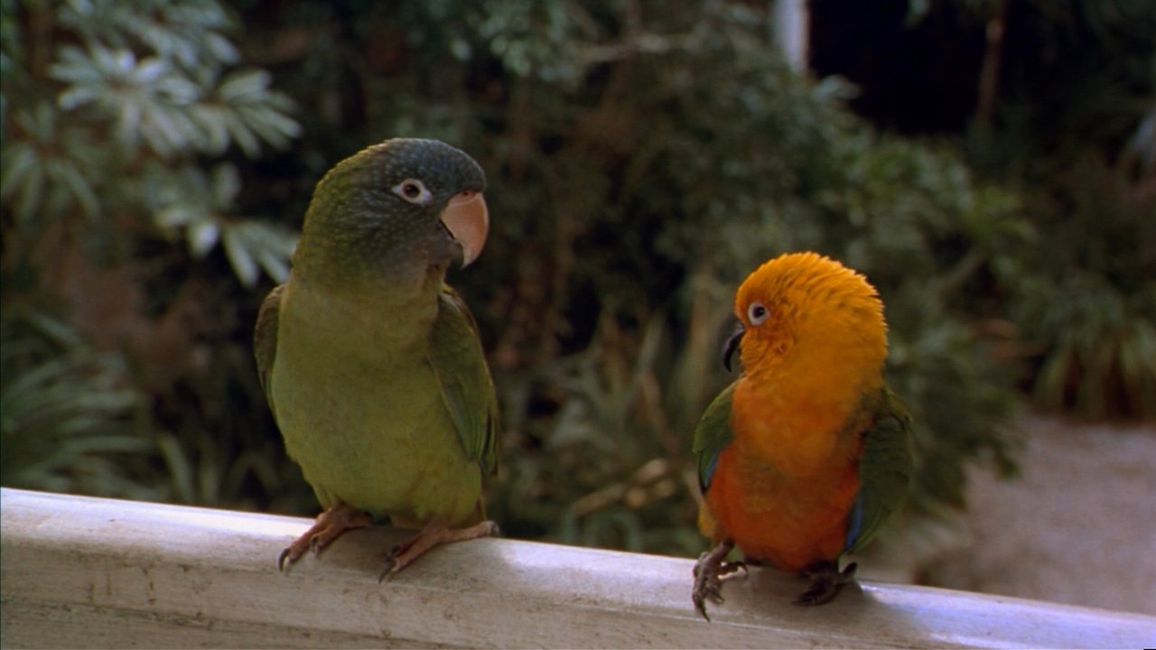 Paulie Movie Screenshot 5