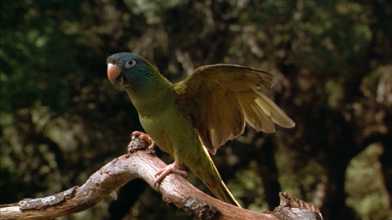 Paulie Movie Screenshot 3