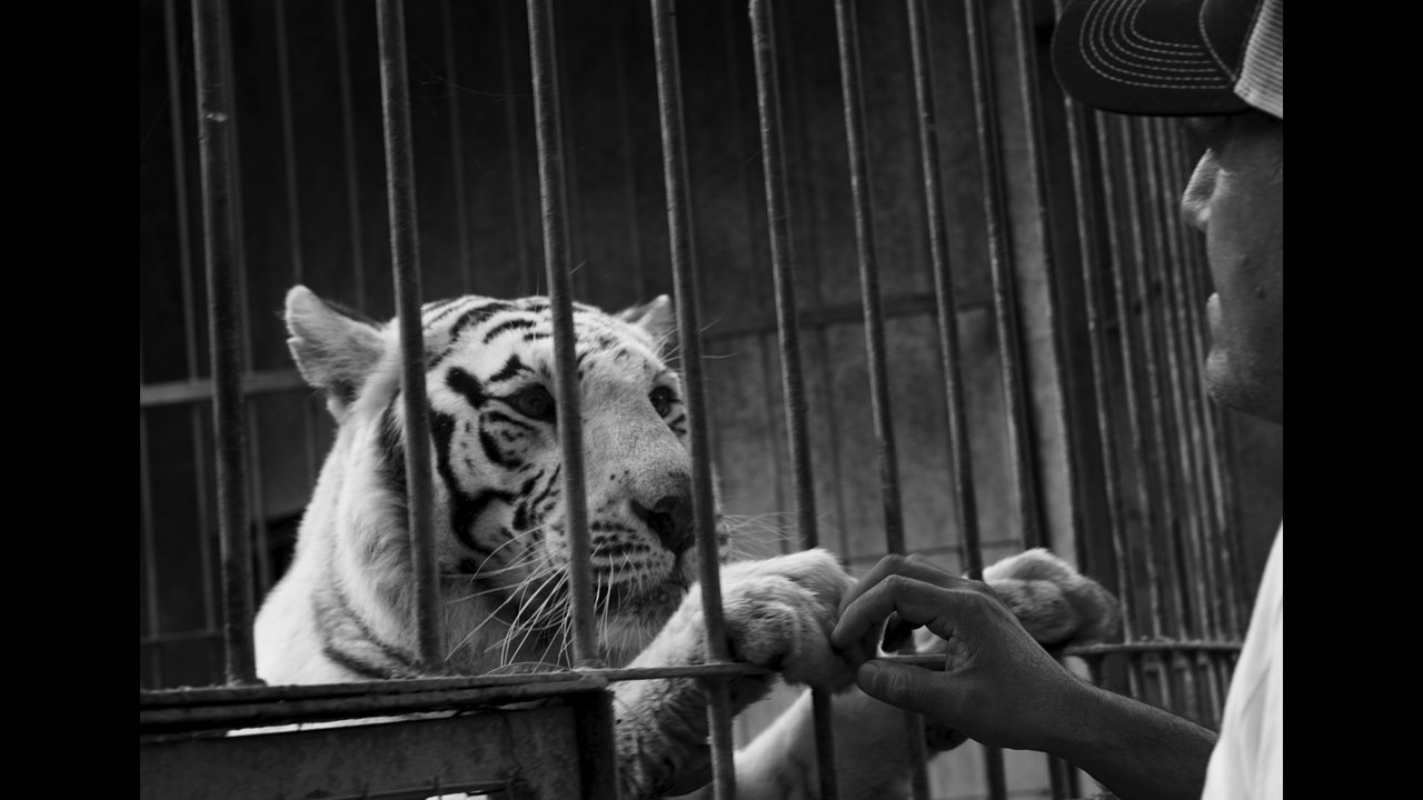 MuderÂ´s in the zoo Movie Screenshot 2